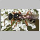 Mellinus crabroneus - Grabwespe w03 11mm - OS-Wallenhorst Sandgrube.jpg